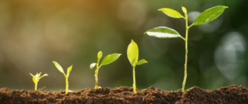 Growing plant