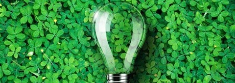 Leaves and light bulb